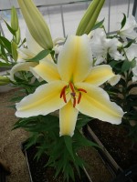 [5540 PO43 LUN 3452 No02.JPG]